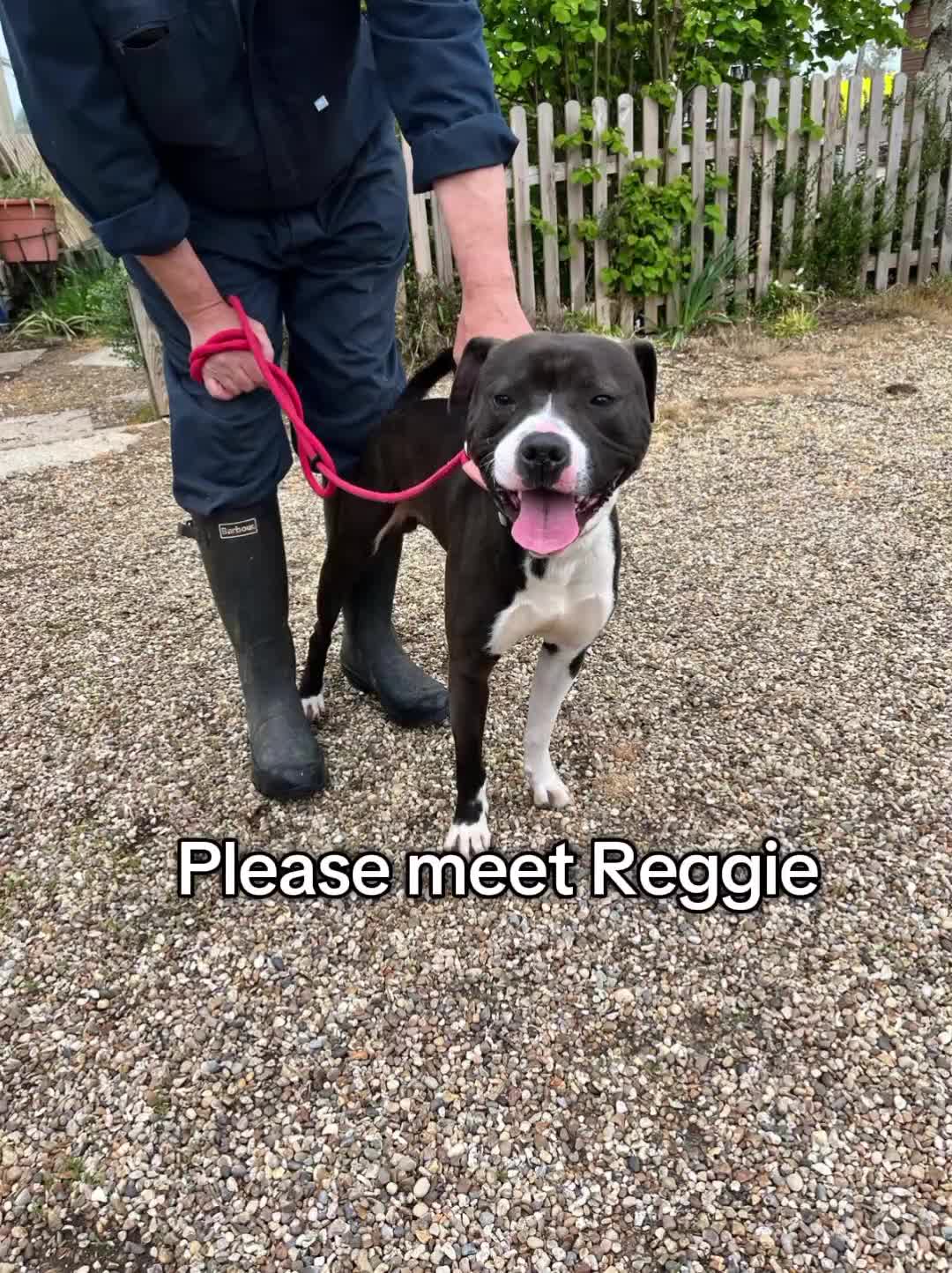 Staffordshire Bull Terrier dogs for adoption: Year old staffie boy available for adoption  - Video 2