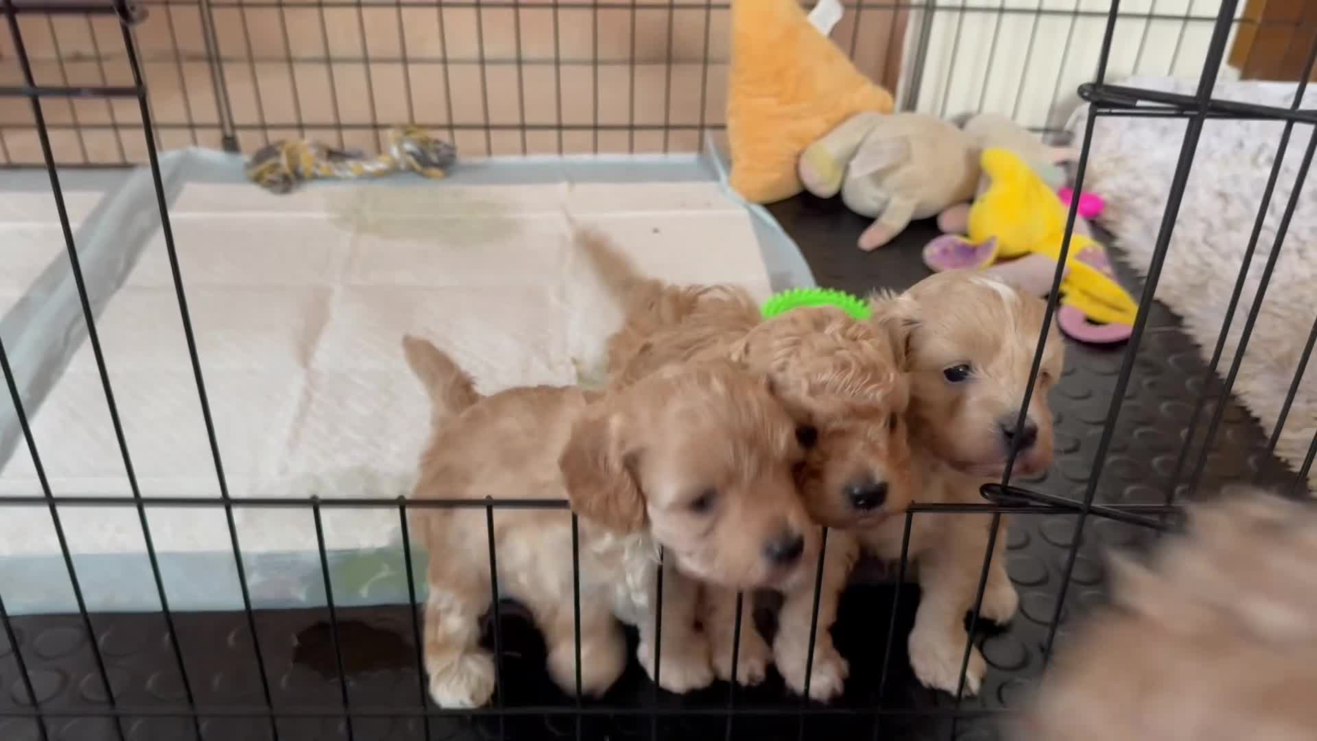 Cavapoo dogs for sale: Cavapoo Puppies - Video 1