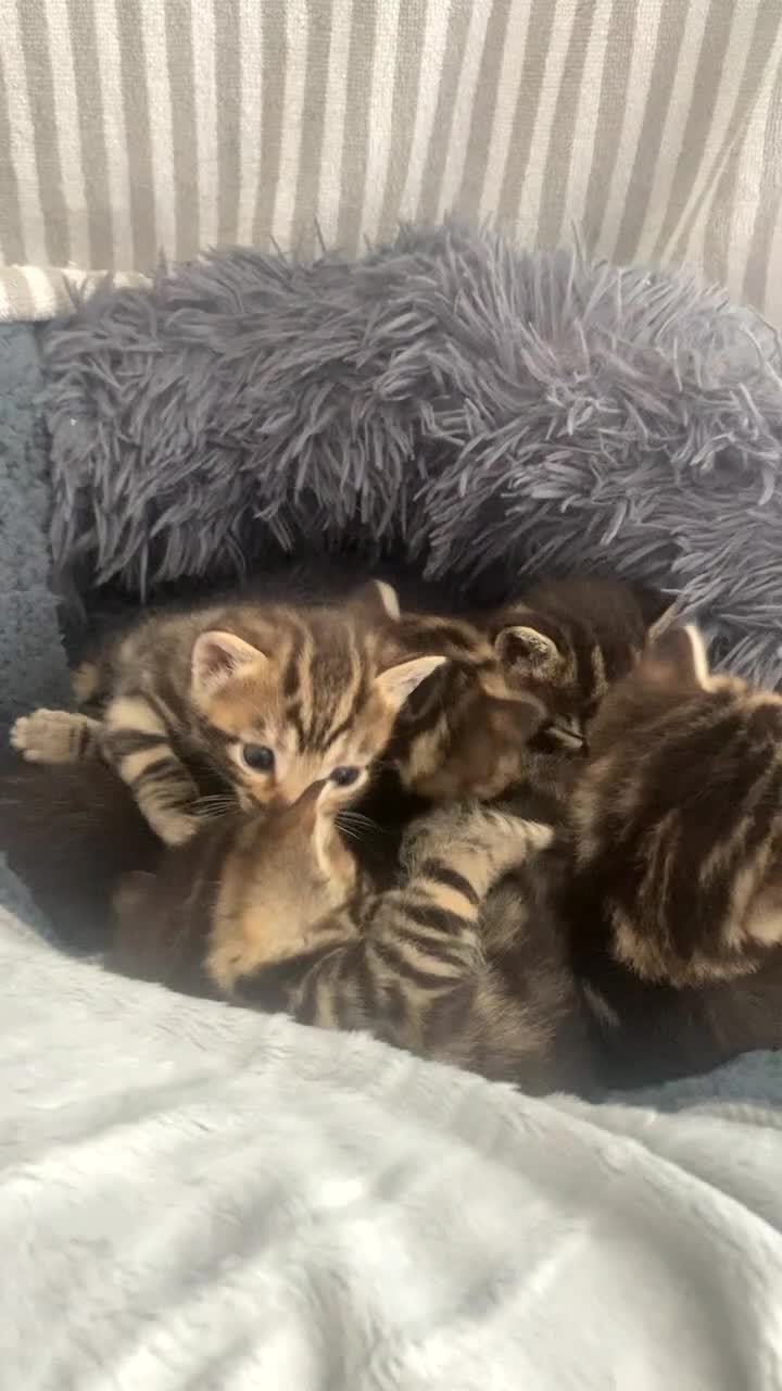 Bengal cats for sale: Bengal  - Video 2