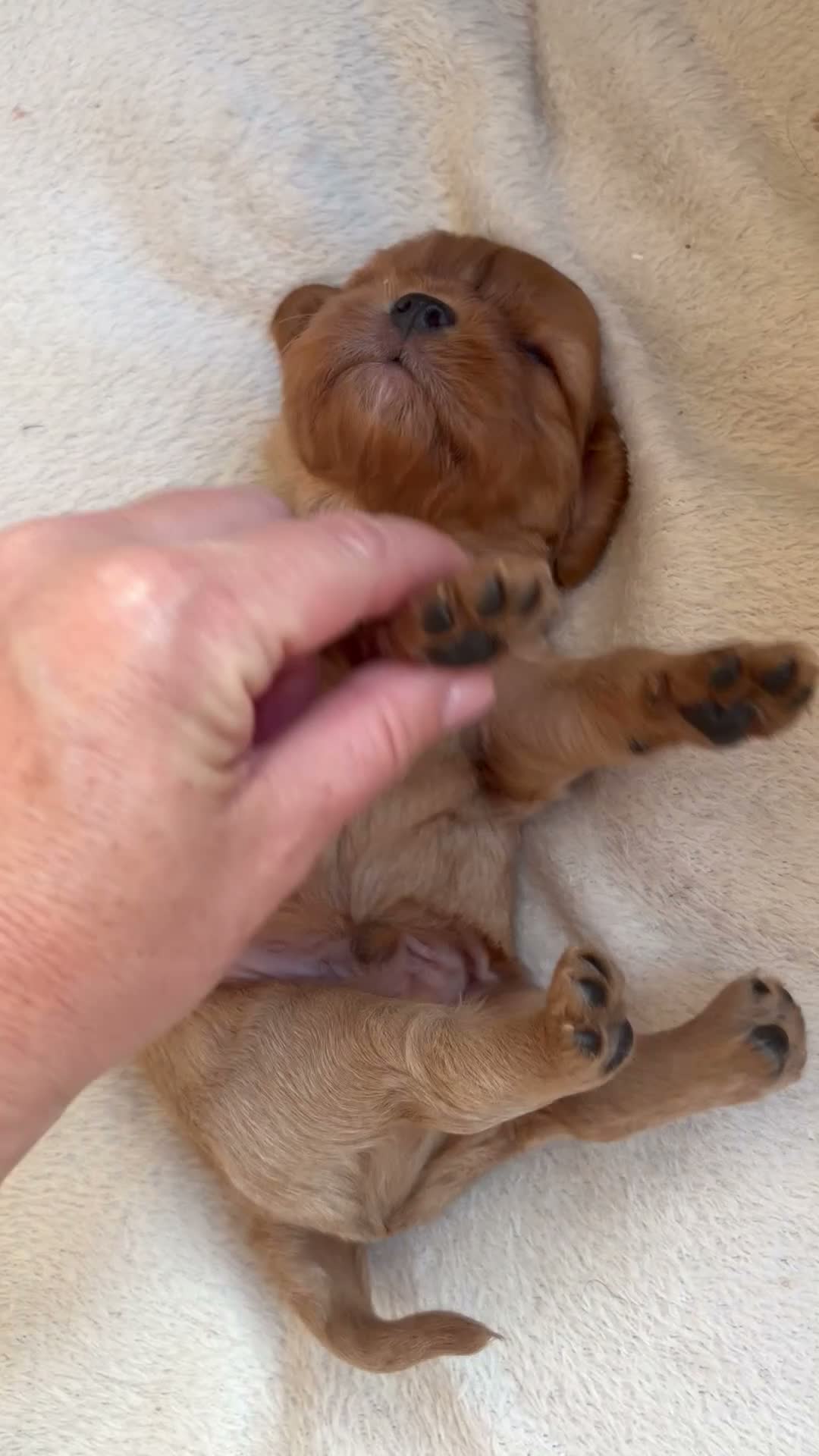 Cavalier King Charles Spaniel dogs for sale: 🧡One Ruby male KC & extensively Health tested - Video 1