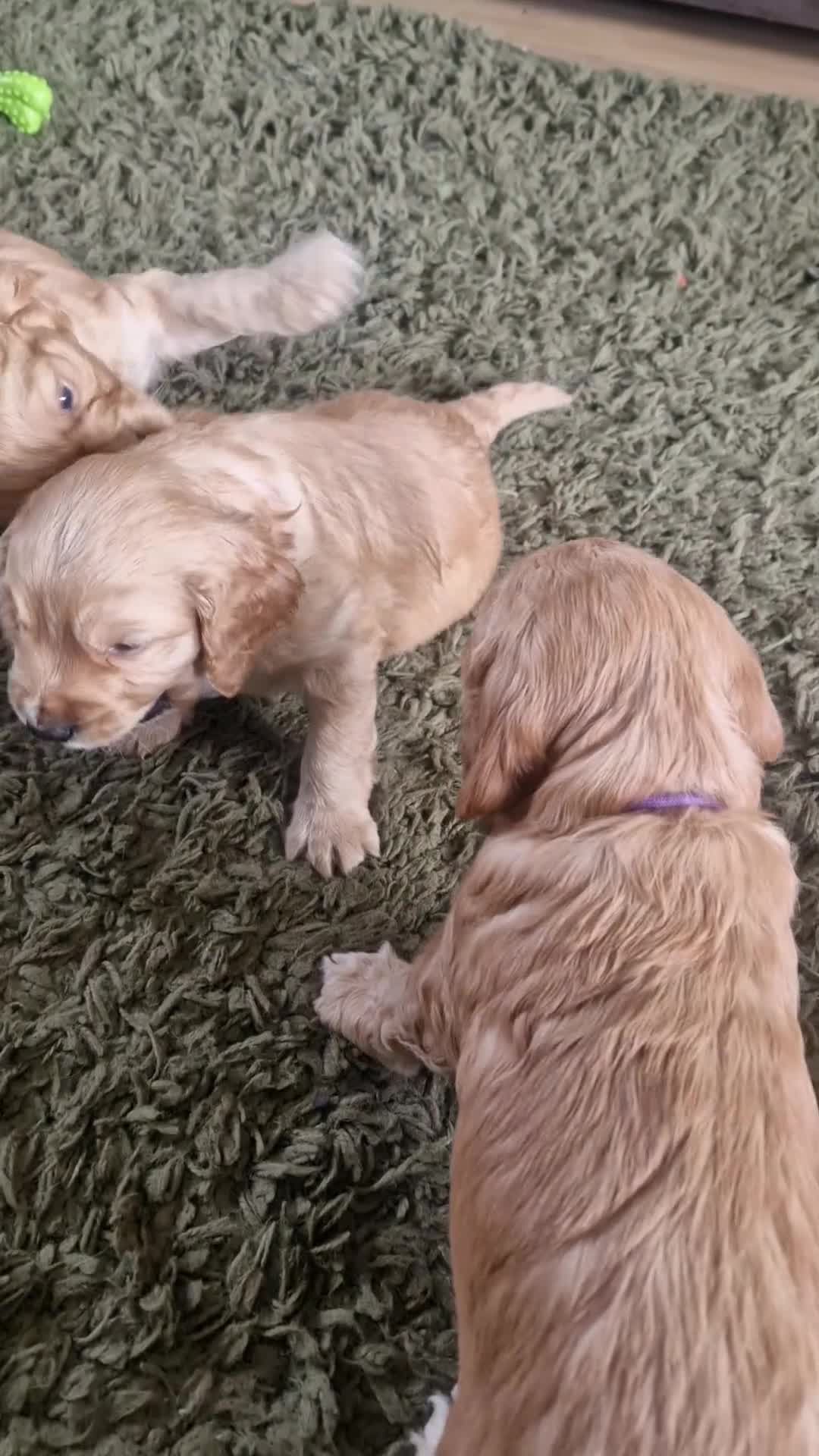 Cockapoo dogs for sale: Last beautiful boy left Gorgeous Golden Cockerpoo - Video 3
