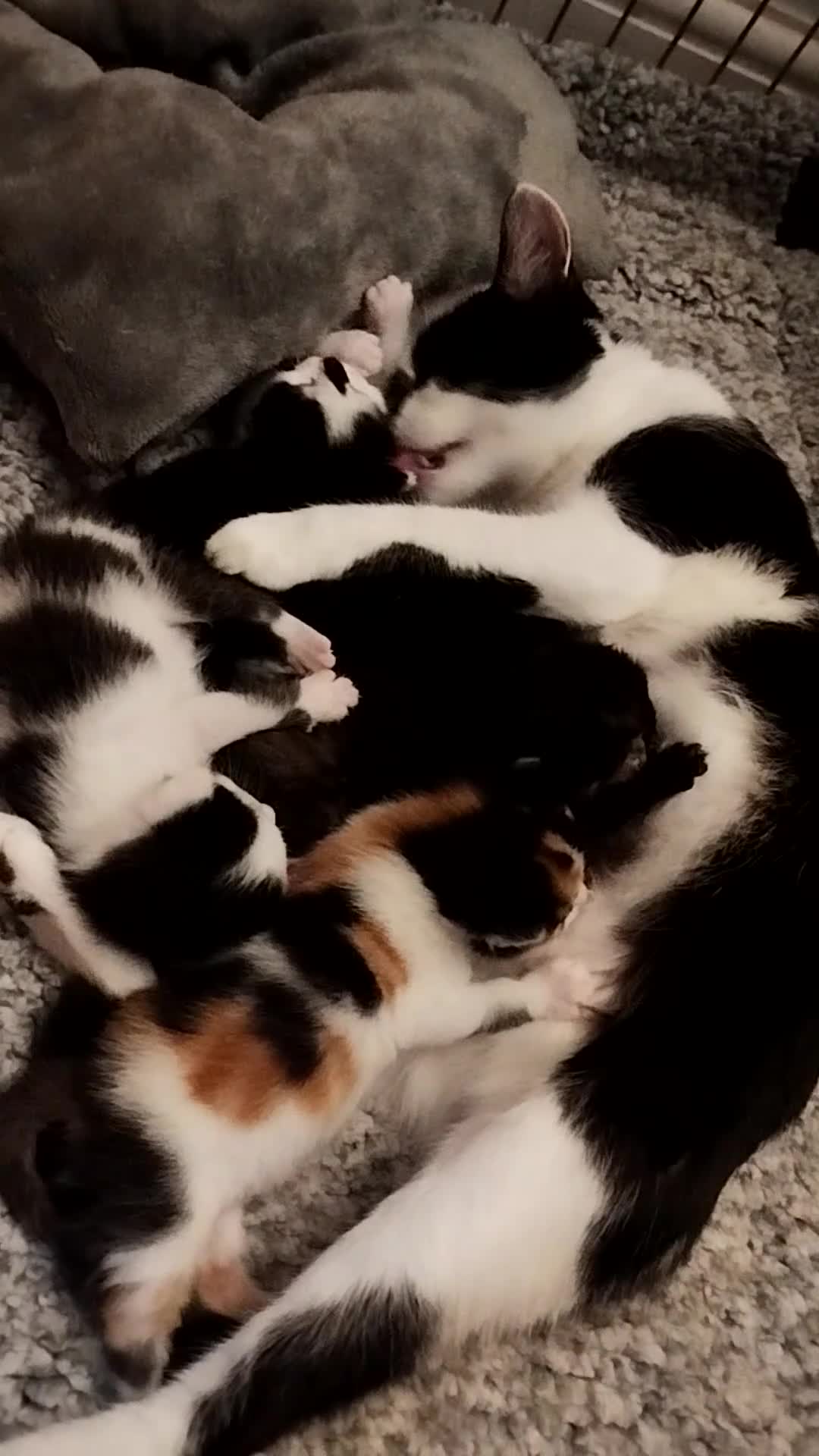 Domestic Shorthair cats for sale: Kittens cute & ready September  - Video 1
