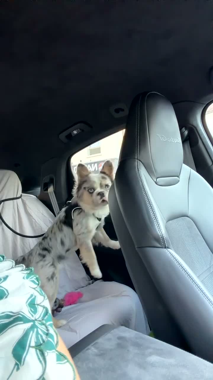 French Bulldog dogs for stud: Frenchie x Australian Shepard  - Video 2