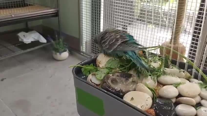 Budgerigars birds for sale: Hand tamed Budgies (2 Reserved) - Video 4