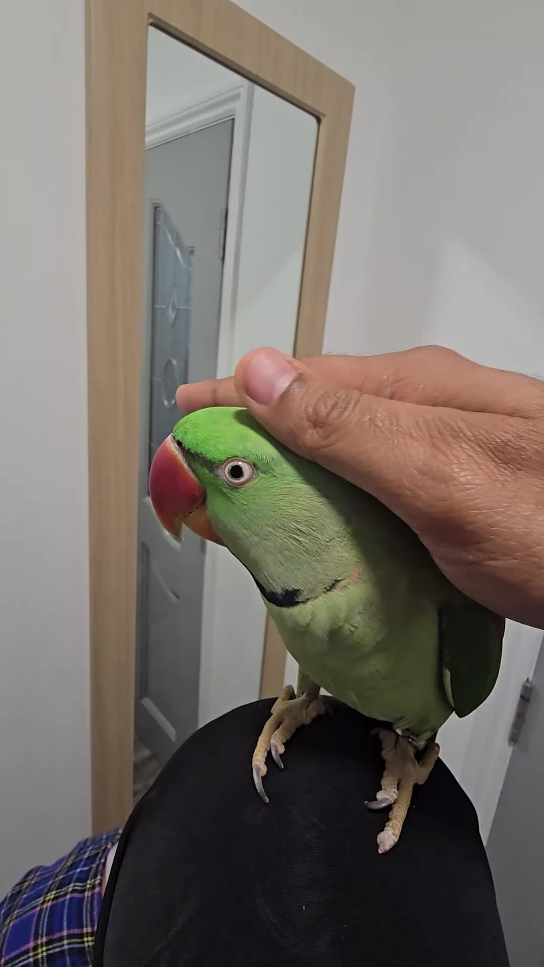 Ringnecks birds for sale: Alexandrine Semi Tamed - Video 1
