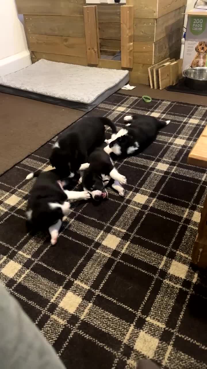 Border Collie dogs for sale: 3 male border collie pups available  - Video 1