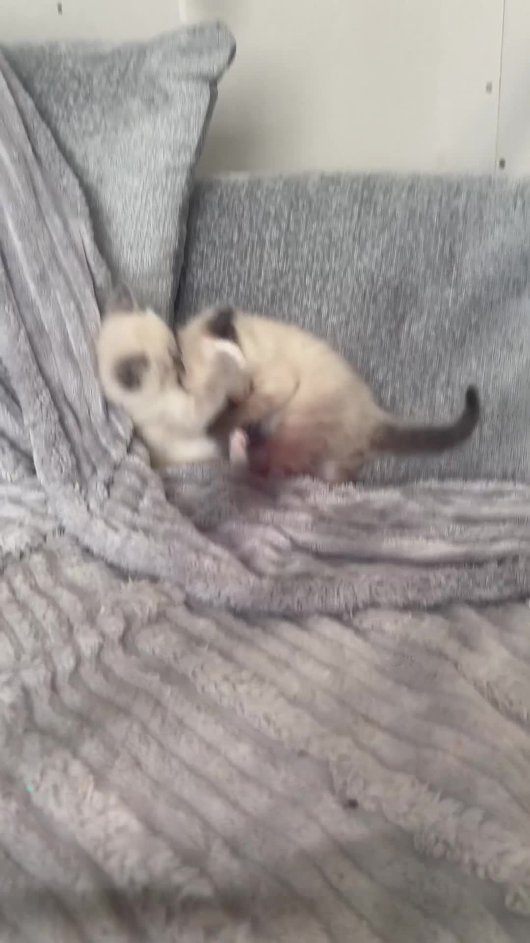 Ragdoll cats for sale: Gorgeous male ragdoll kittens  - Video 1