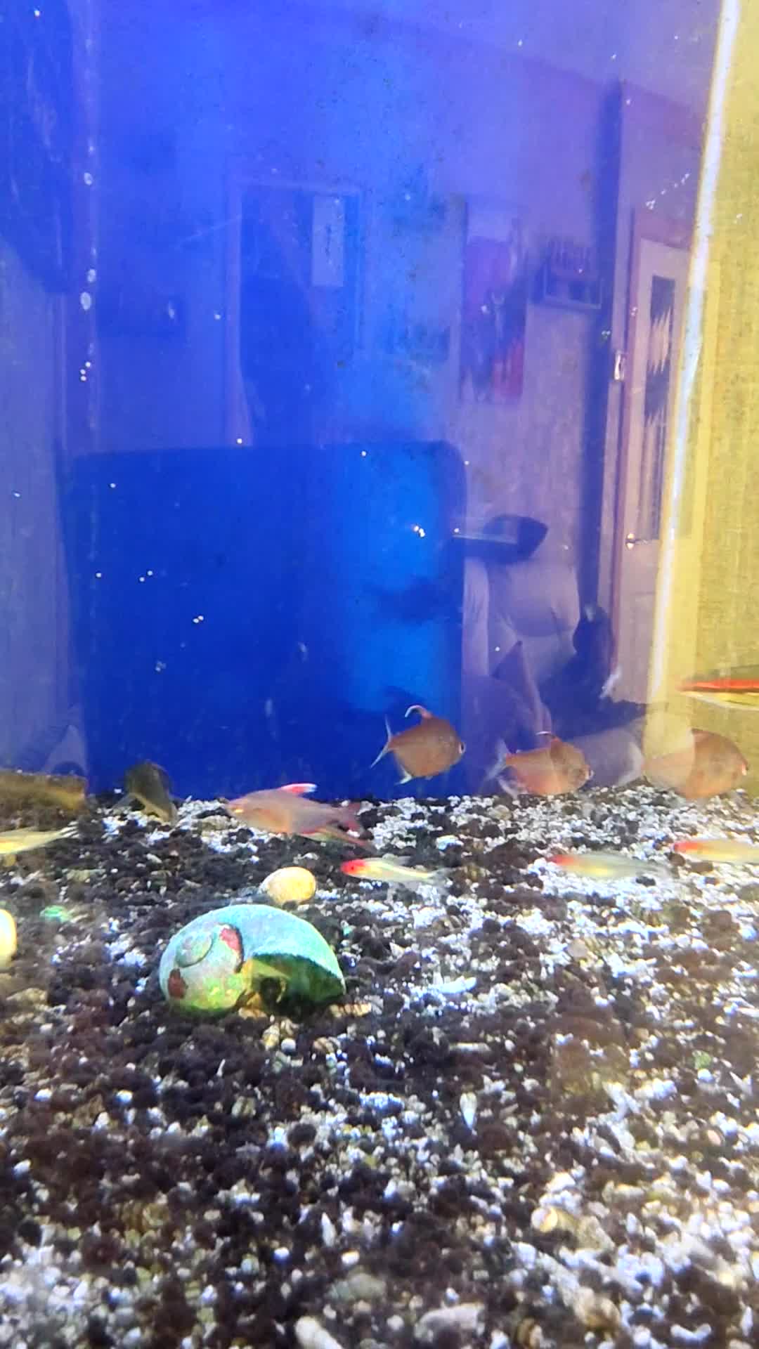 Tetras fish for sale: Mixed tropical fish, job lot, closing tank in Brierley Hill - Video 2