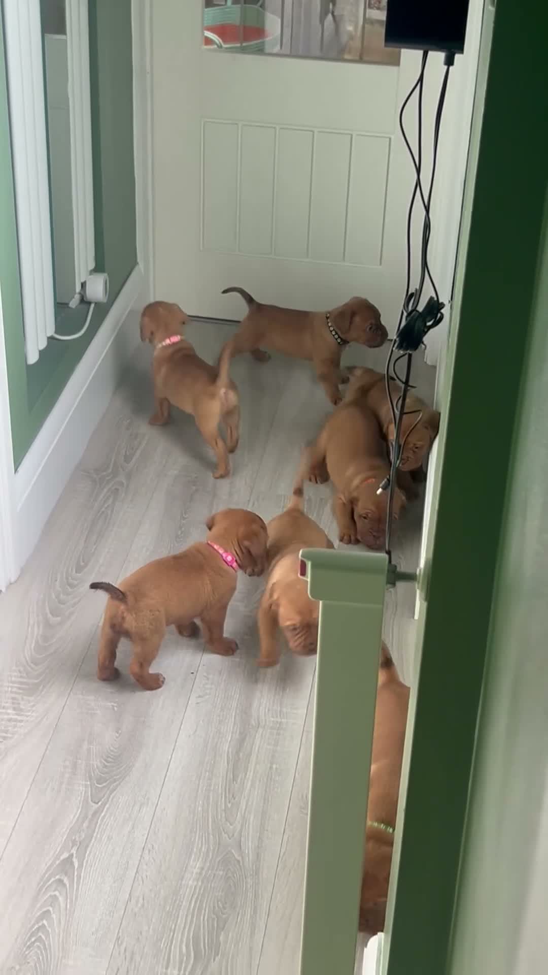 Dogue De Bordeaux dogs for sale: Beautiful Dogue-De-Bordauex Puppies For Sale - Video 1