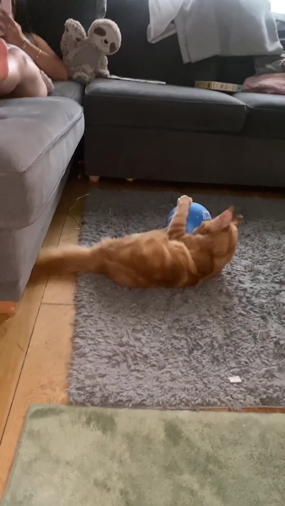 Maine Coon cats for sale: Gato needs a new home  - Video 1