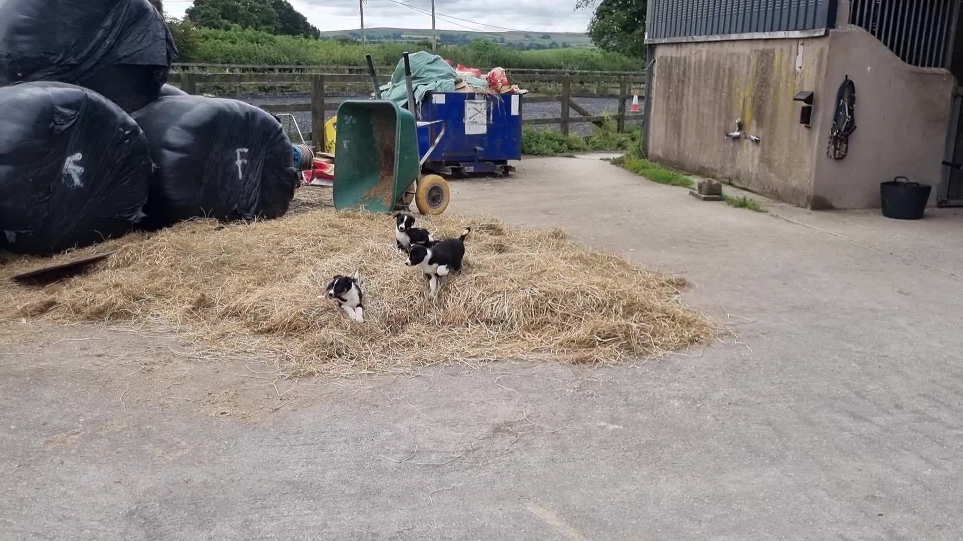 Border Collie dogs for sale: Farm Reared Border Collie Pups - Video 1