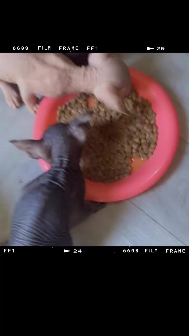 Sphynx cats for sale: Canadian sphynx kittens - Video 1
