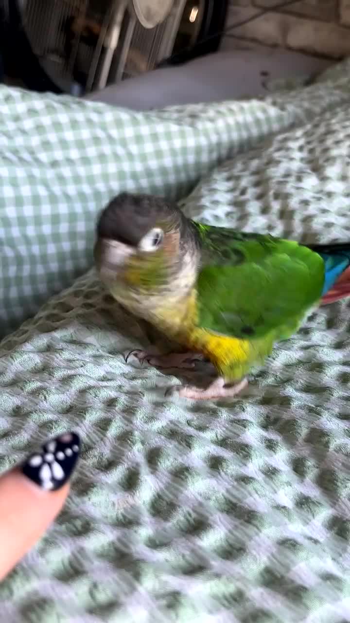 Conures birds for sale: Green cheek conure for sale  - Video 2