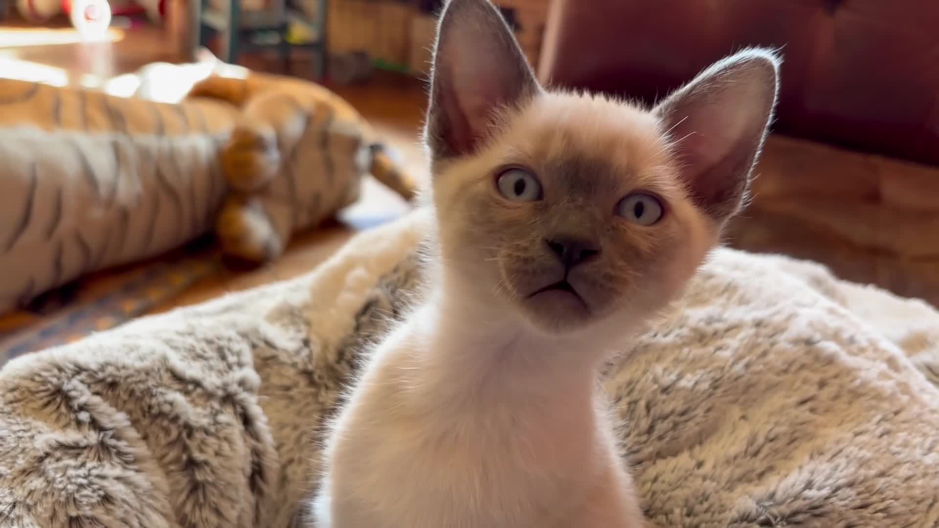 Tonkinese cats for sale: Superb Tonkdoll kittens - Video 2