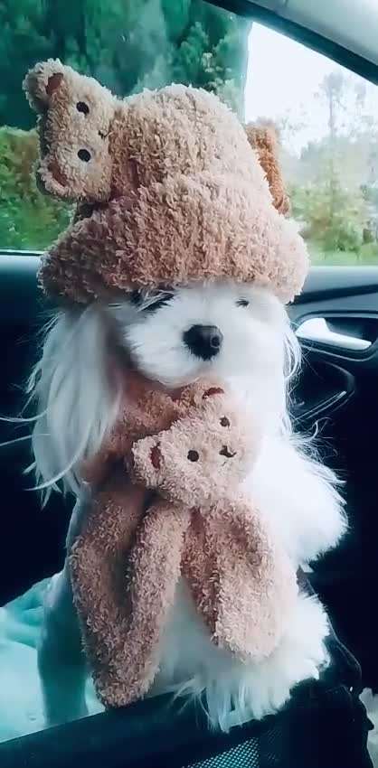 Maltese dogs for stud: 💜DNA health tested Tiny Korean Maltese boy💜 - Video 3