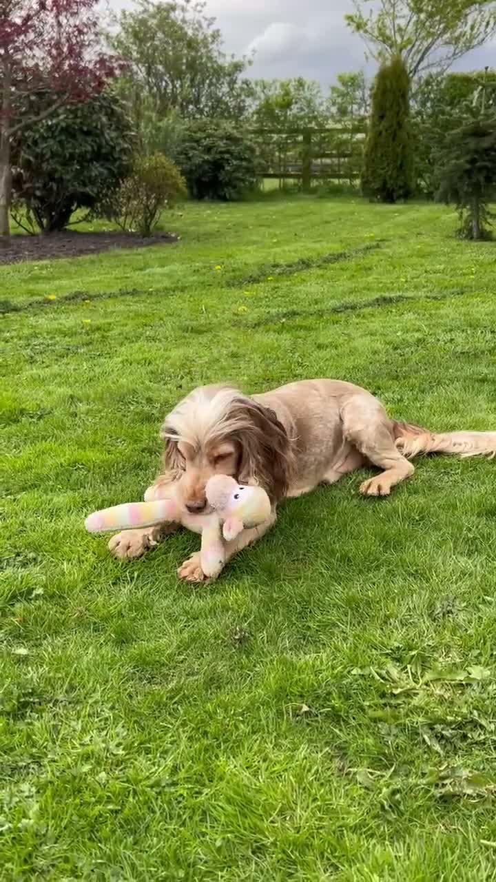 Cocker Spaniel dogs for stud: KC Best Practice Health 🐾Show 🐾250+ pups born - Video 1