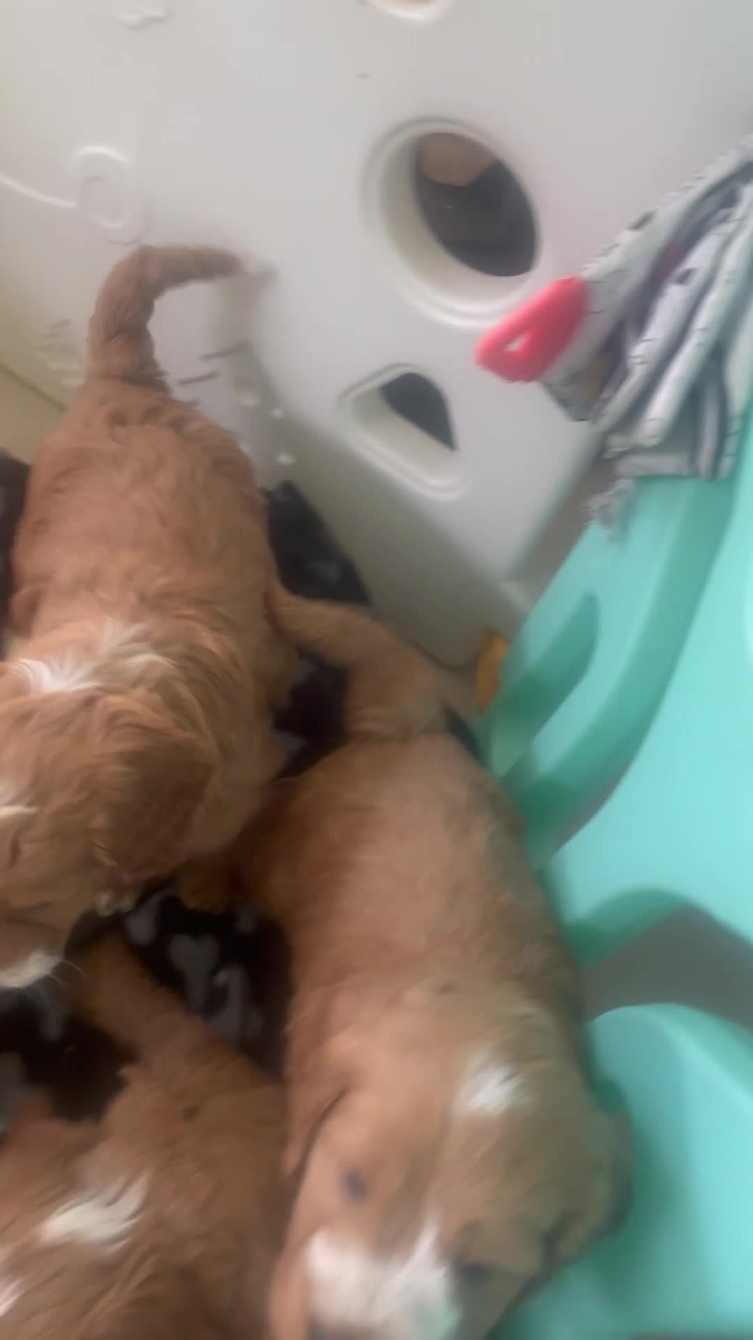 Cockapoo dogs for sale: F1 MINIATURE  SHOW-LINE COCKAPOO PUPPIES  - Video 4