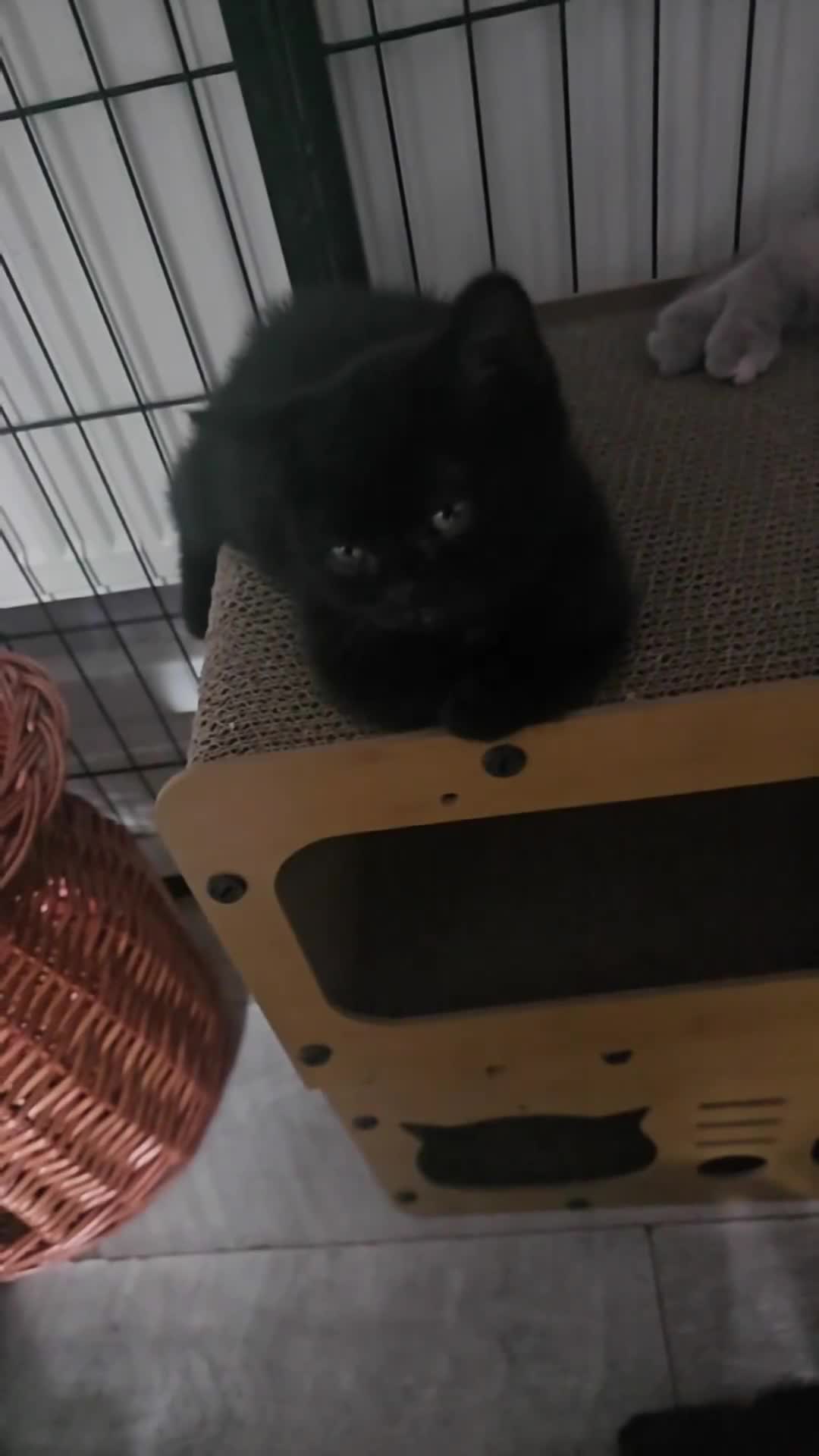 British Shorthair cats for sale: Last cute boy looking forever home 🏡 😍  - Video 1