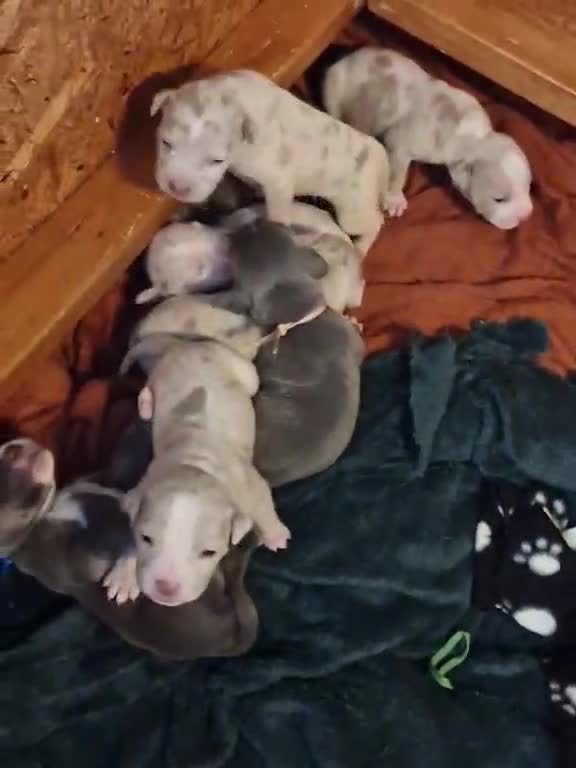 Mixed Breed dogs for sale: Staffy x American bulldog puppies - Video 2