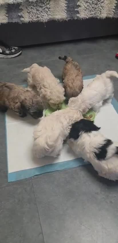 Bichon Frise dogs for sale: 6 bishon frezze ready for new home. - Video 3