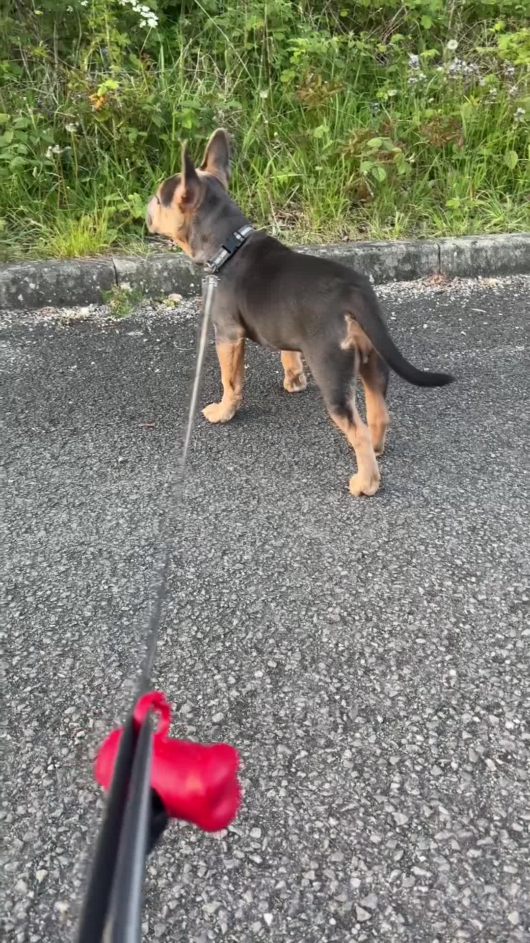 Mixed Breed dogs for sale: Pablo  - Video 1