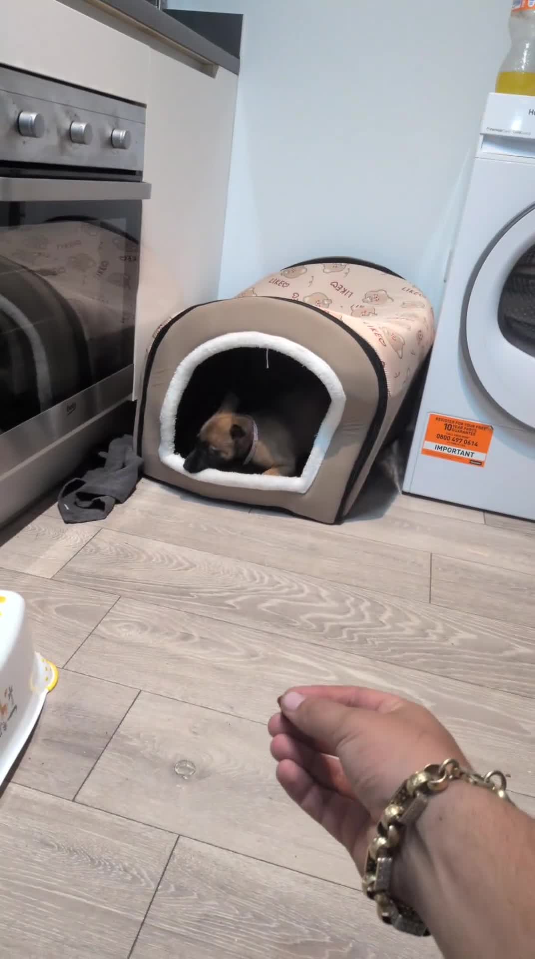 Belgian Shepherd Dog dogs for sale: Belgium malamar Puppy traind in Brierley Hill - Video 1