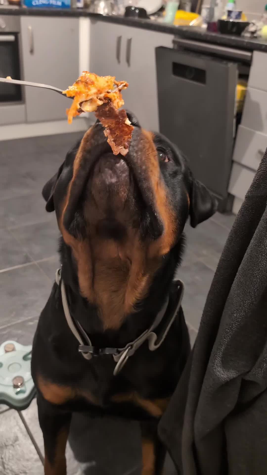 Rottweiler dogs for stud: Proven lovely nature big boy for stud in Middlesbrough - Video 2