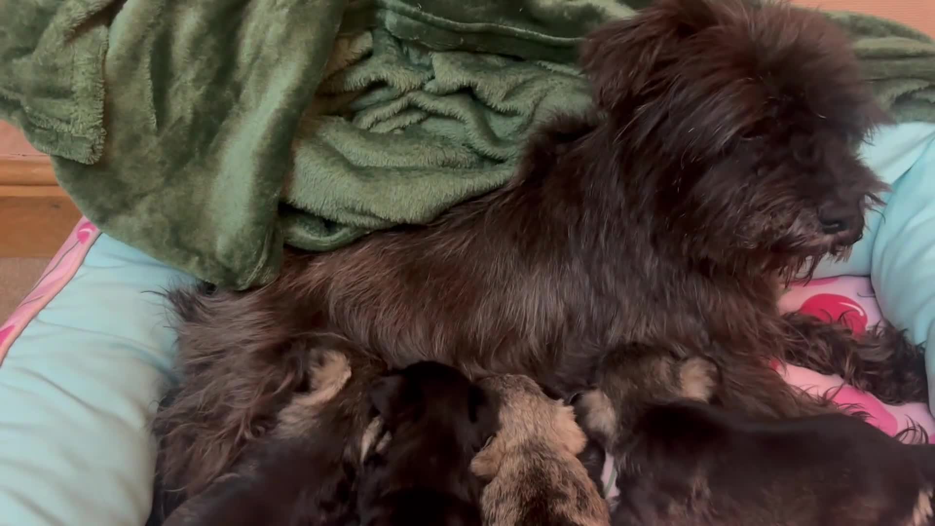 Miniature Schnauzer dogs for sale: KC registered mini schnauzers MAC clear - Video 1