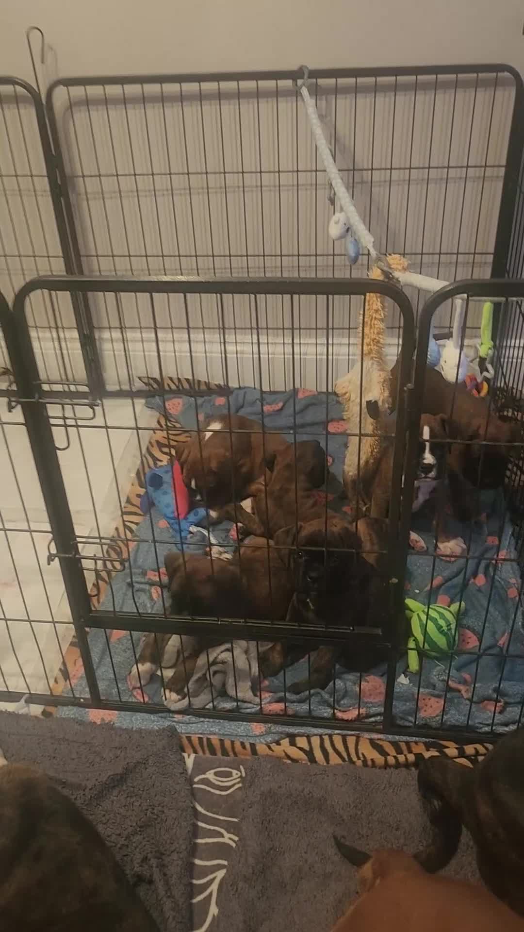 Boxer dogs for sale: 🌟🐾 KC REG, HS-0 BOXER PUPS, BOB/TAIL 🐾🌟  - Video 1