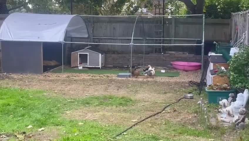 Mixed Breed birds for sale: Pekin x Silver Appleyard Ducks - Video 2