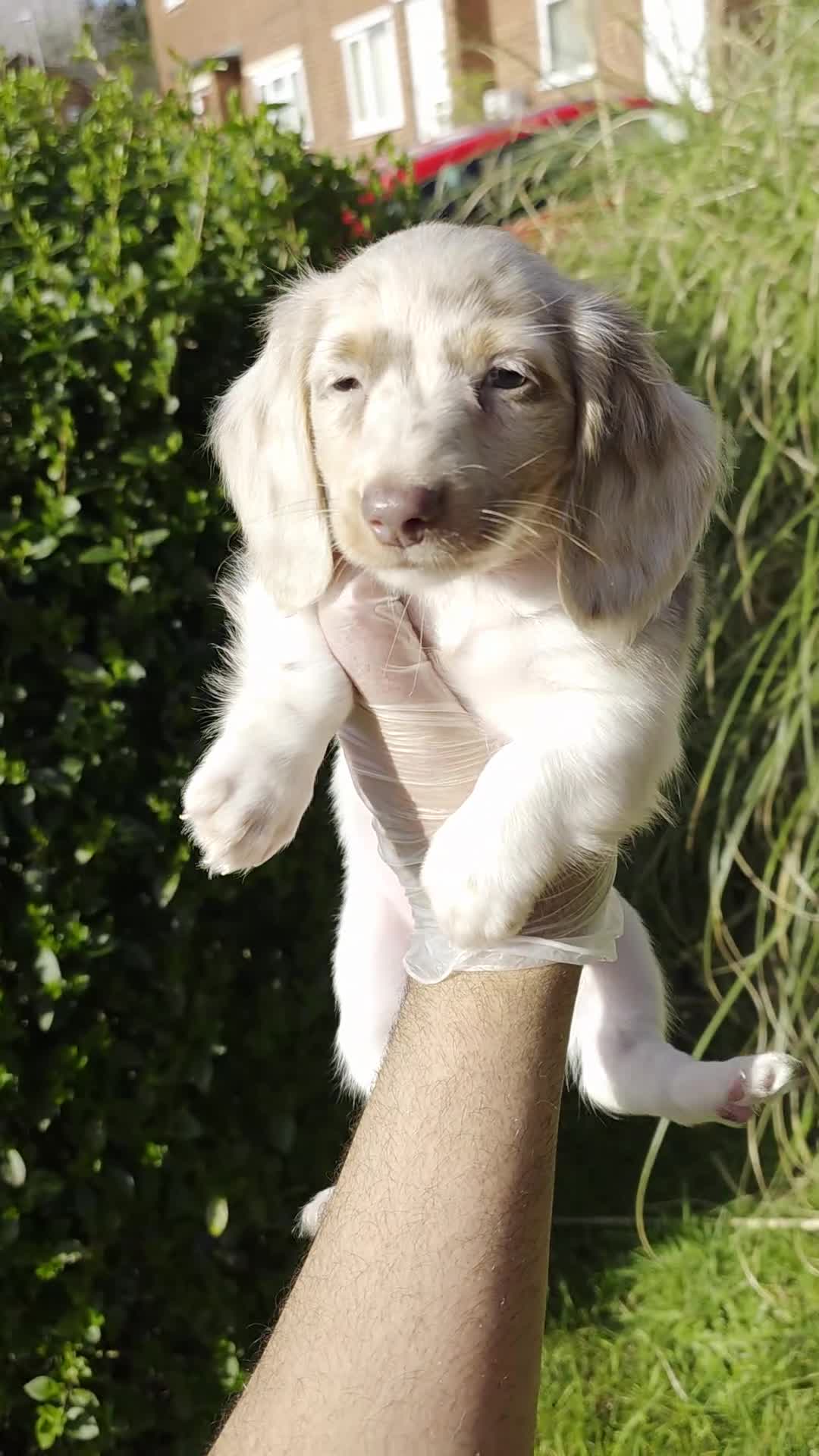 Miniature Dachshund dogs for sale: LAST BOY LOW PRICE. LONG HAIR/COAT MINI DACHSHUND - Video 2