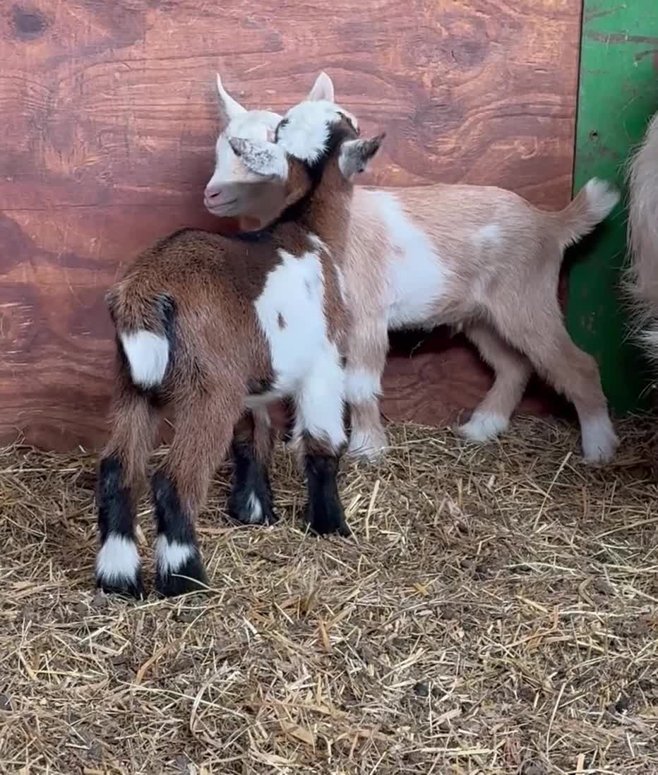 Goats livestock for sale: Kaleb and Jeremy  - Video 4