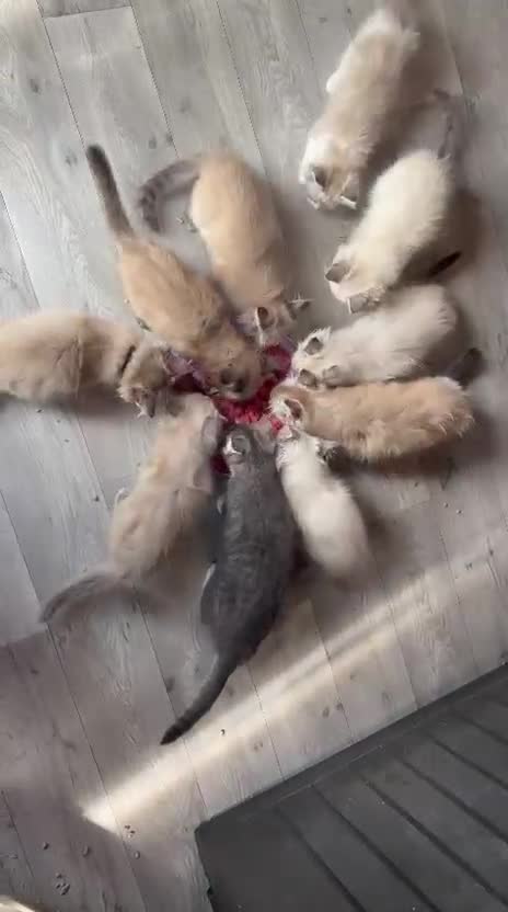 Ragdoll cats for sale: Beautiful Ragdoll cross kittens  - Video 3