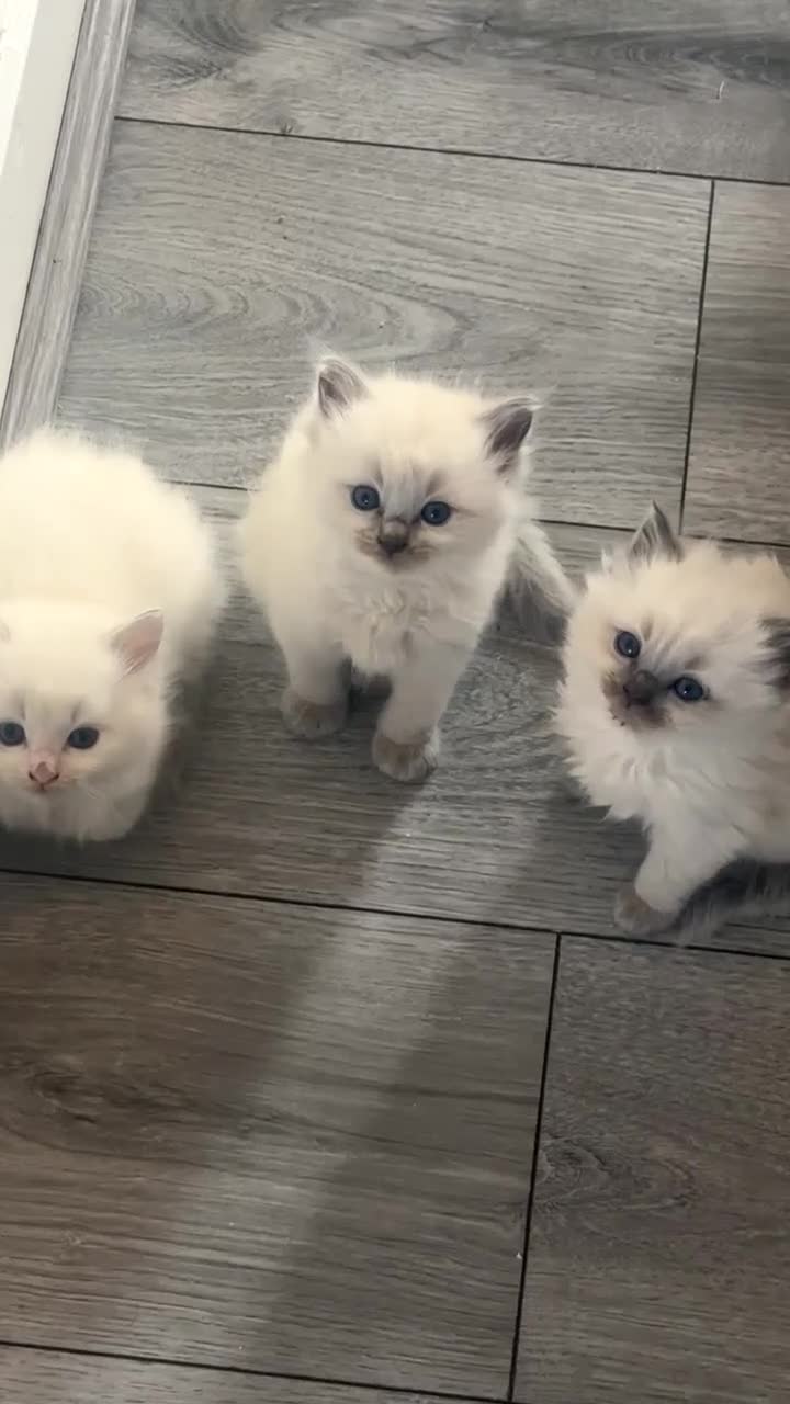 Ragdoll cats for sale: Ragdoll kittens - Video 1