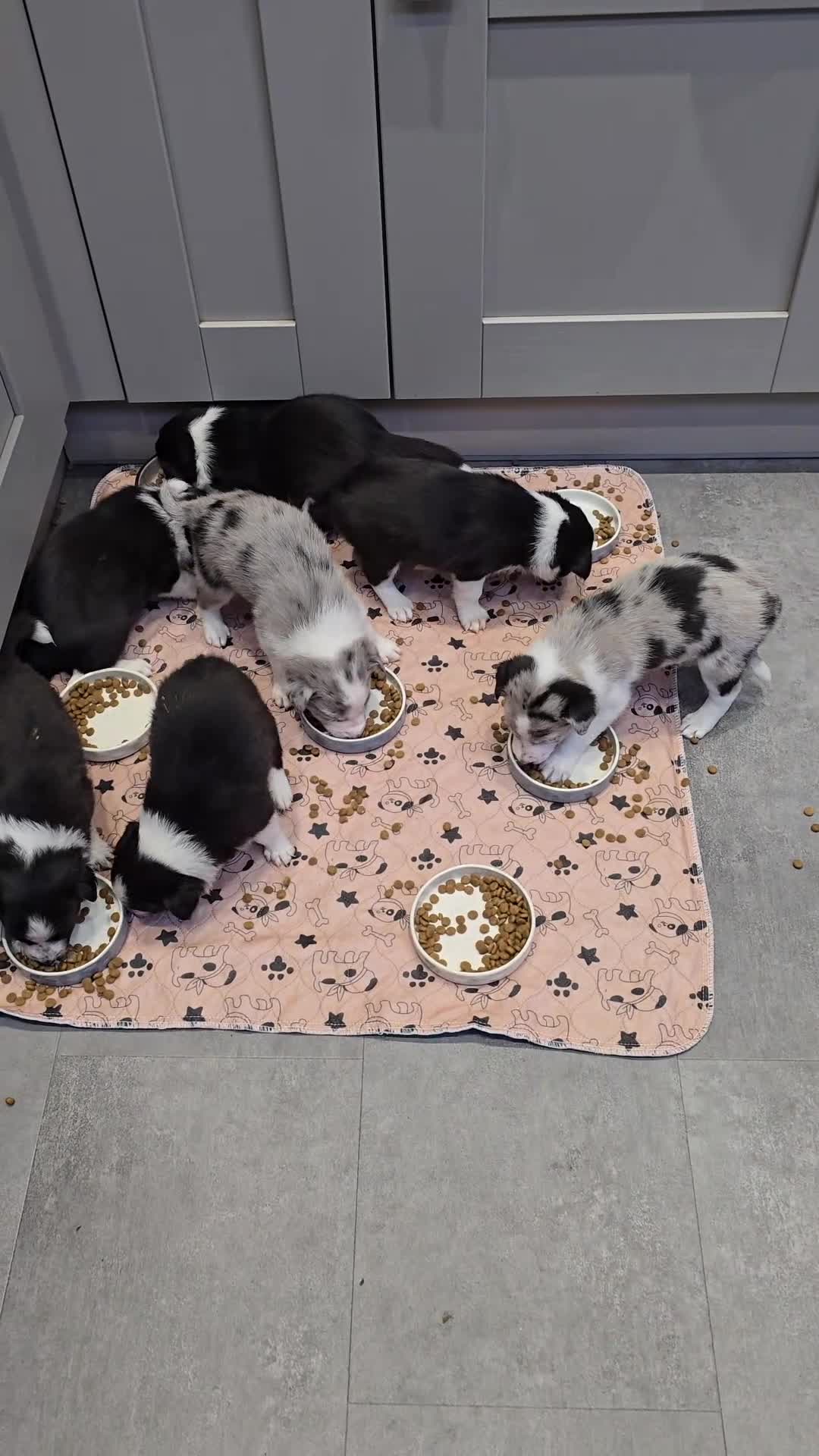 Border Collie dogs for sale: Beautiful Border Collie Puppies - Video 1