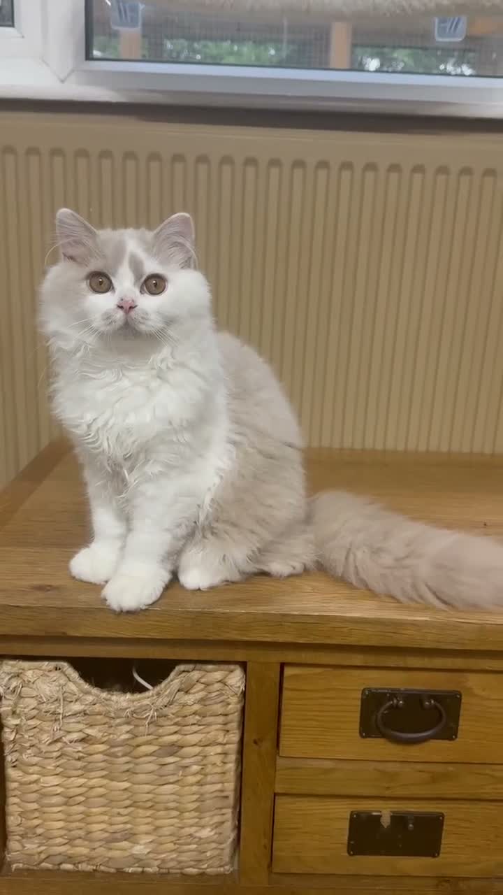 British Longhair cats for sale: Fawn and white British longhair male  - Video 1