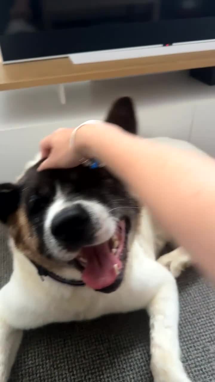 Akita dogs for sale: Akita - Roxy - Video 1