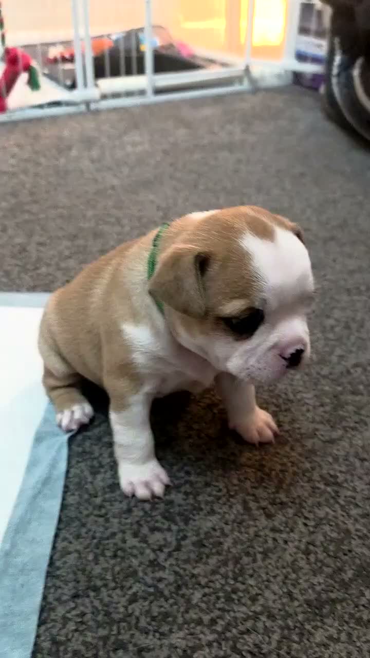 Mixed Breed dogs for sale: STAFFORDSHIRE BULLTERRIOR X FRENCHBULLDOG PUPPIES - Video 2