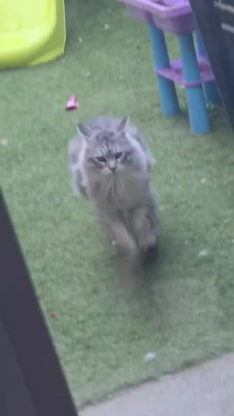 Maine Coon cats for sale: Pure Breed Maine Coon Male - Video 1