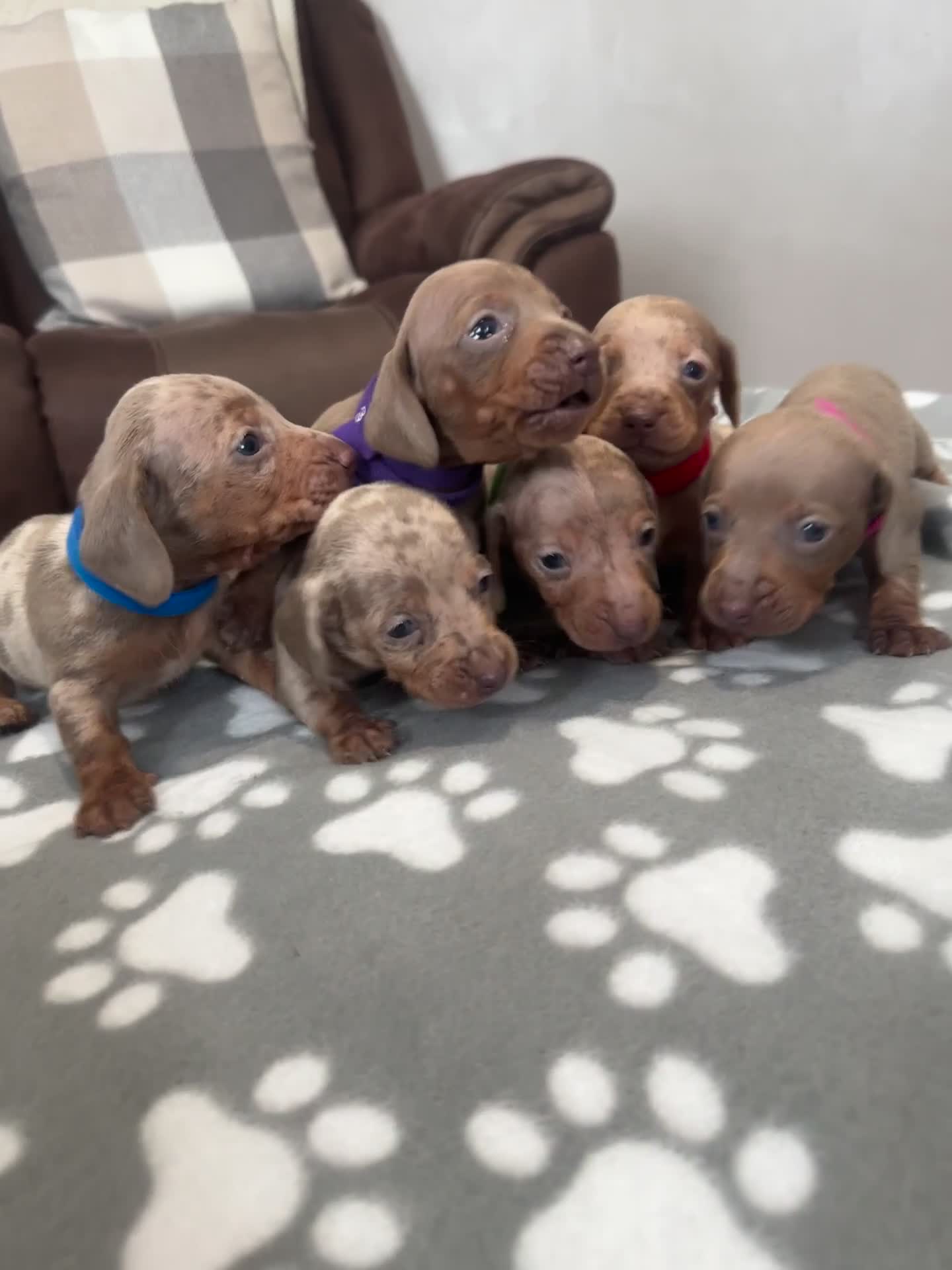 Dachshund dogs for sale: Beautiful dachshund pups  - Video 1