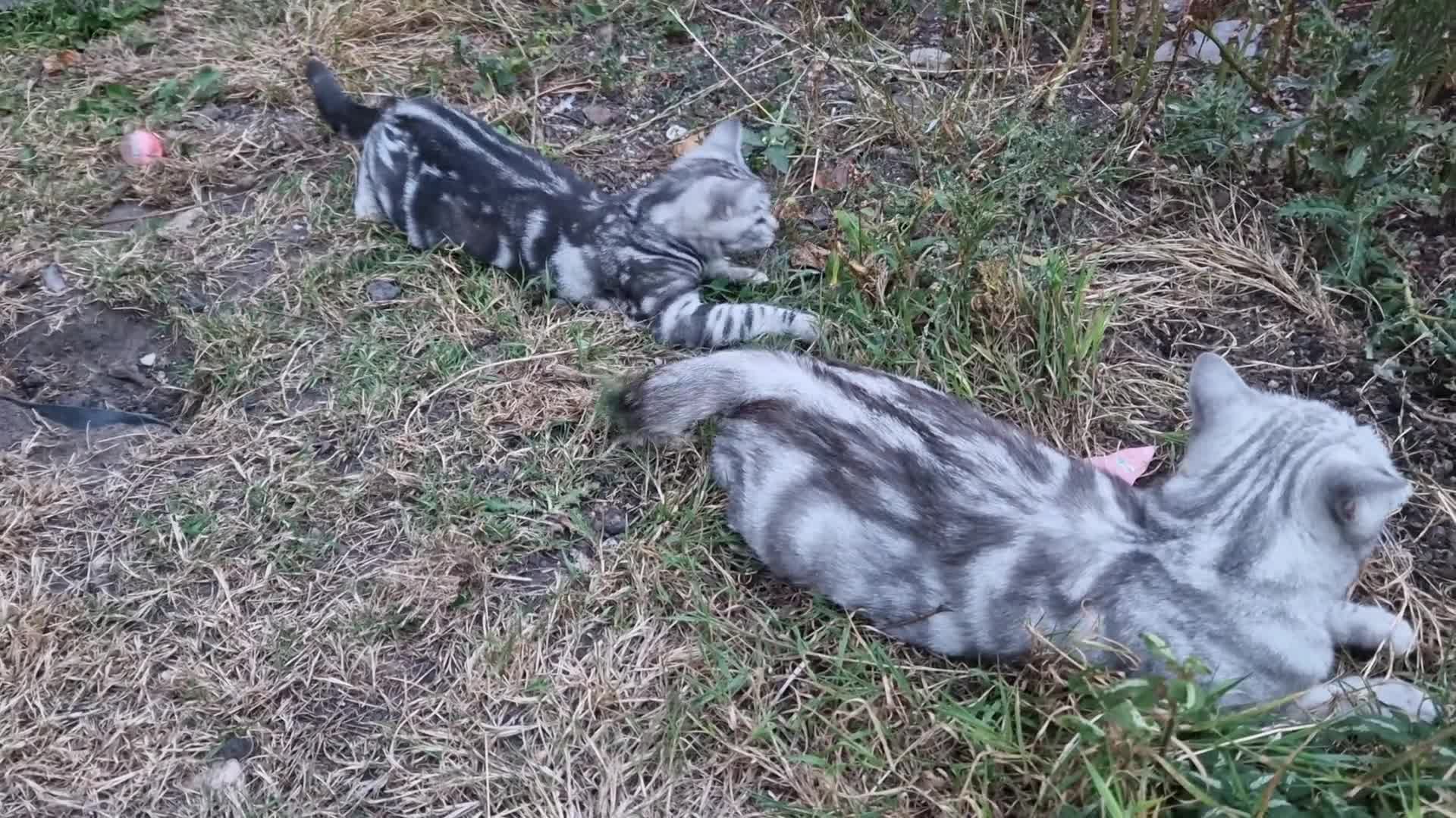 British Shorthair cats for sale: Boy kitten  - Video 1
