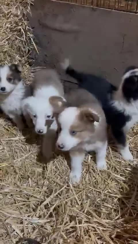 Mixed Breed dogs for sale: 4 collie x welsh collie pups  - Video 5