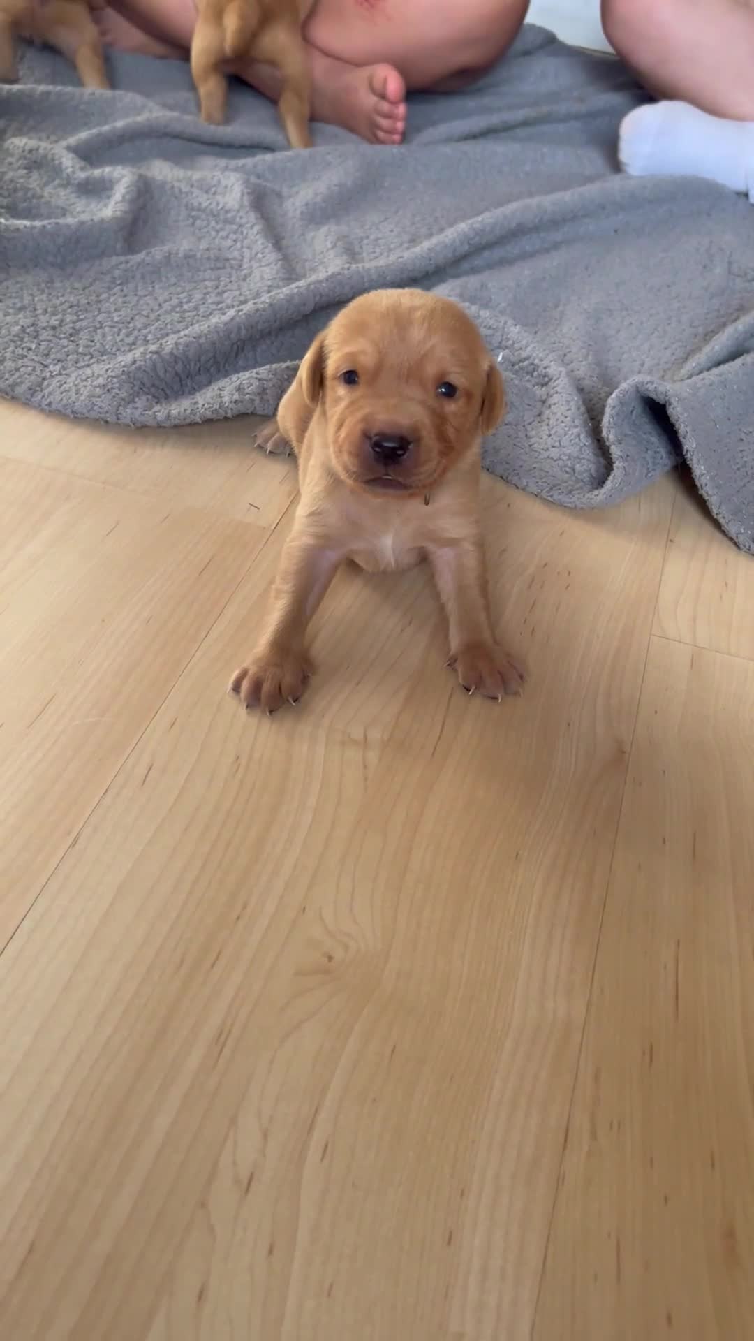 Labrador Retriever dogs for sale: Beautiful fox red Labrador litter  - Video 5