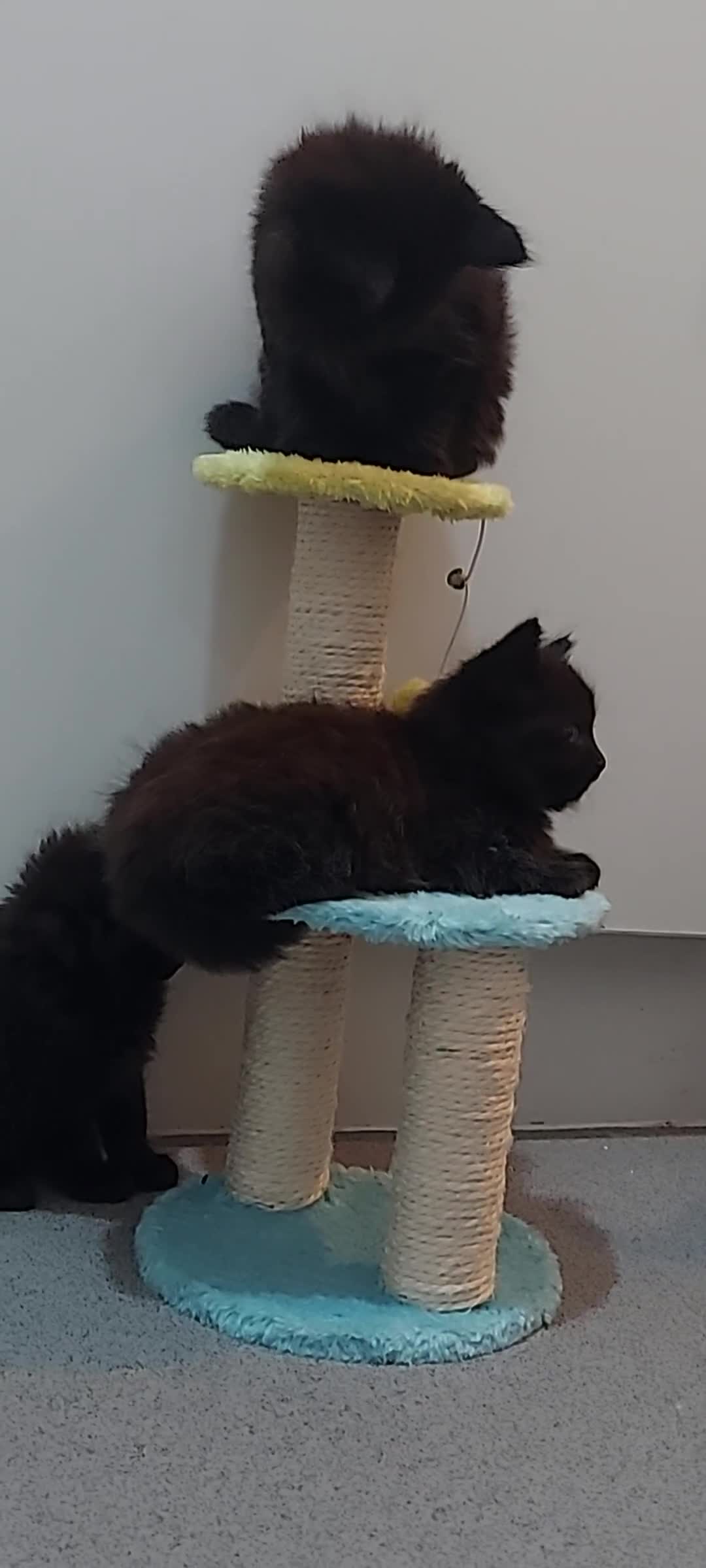 York Chocolate cats for sale: Green-eyed kittens , - Video 1