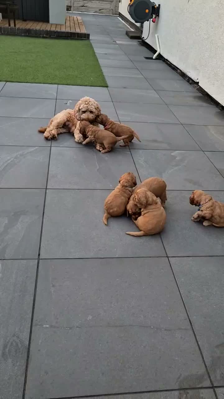 Gorgeous & Adorable F1b Puppies for sale in Buckley | Pets4Homes