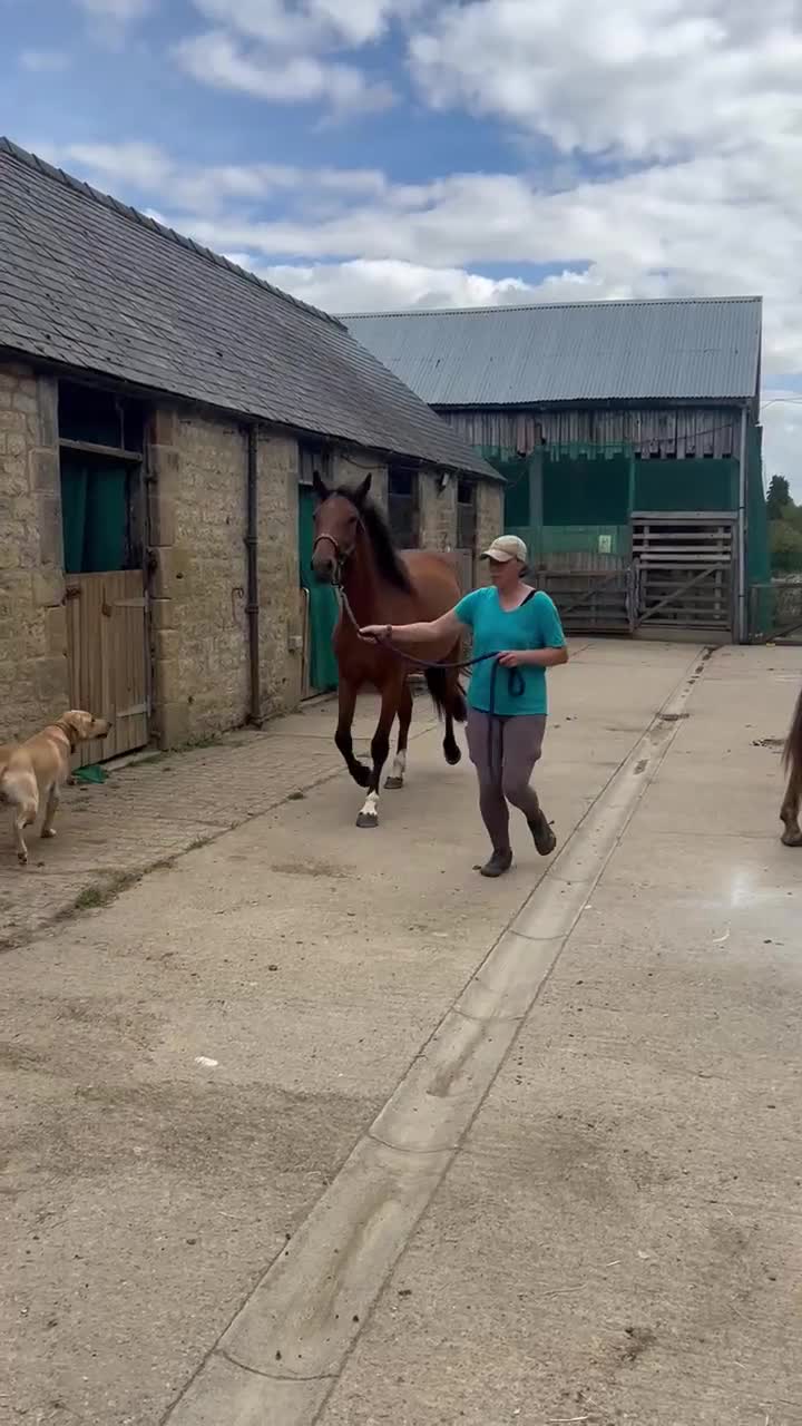 Welsh Section D horses for sale: Dixie Dior Part Bred Appaloosa x Welsh D Filly - Video 1