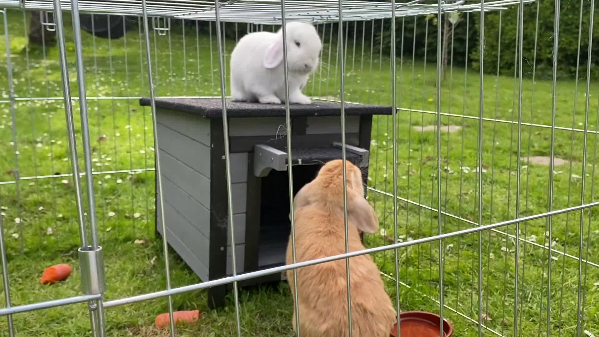 Dwarf Lop rabbits for sale: Carrot and Parnsip Dwarf Lop Rabbits - Video 2