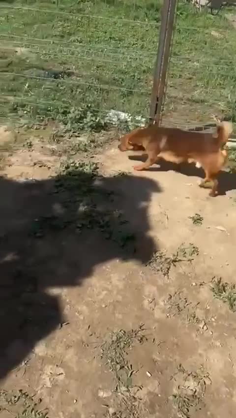 Mixed Breed dogs for adoption: 🐾 Little Fonzy – a tiny boy with a big heart 🐾 - Video 1