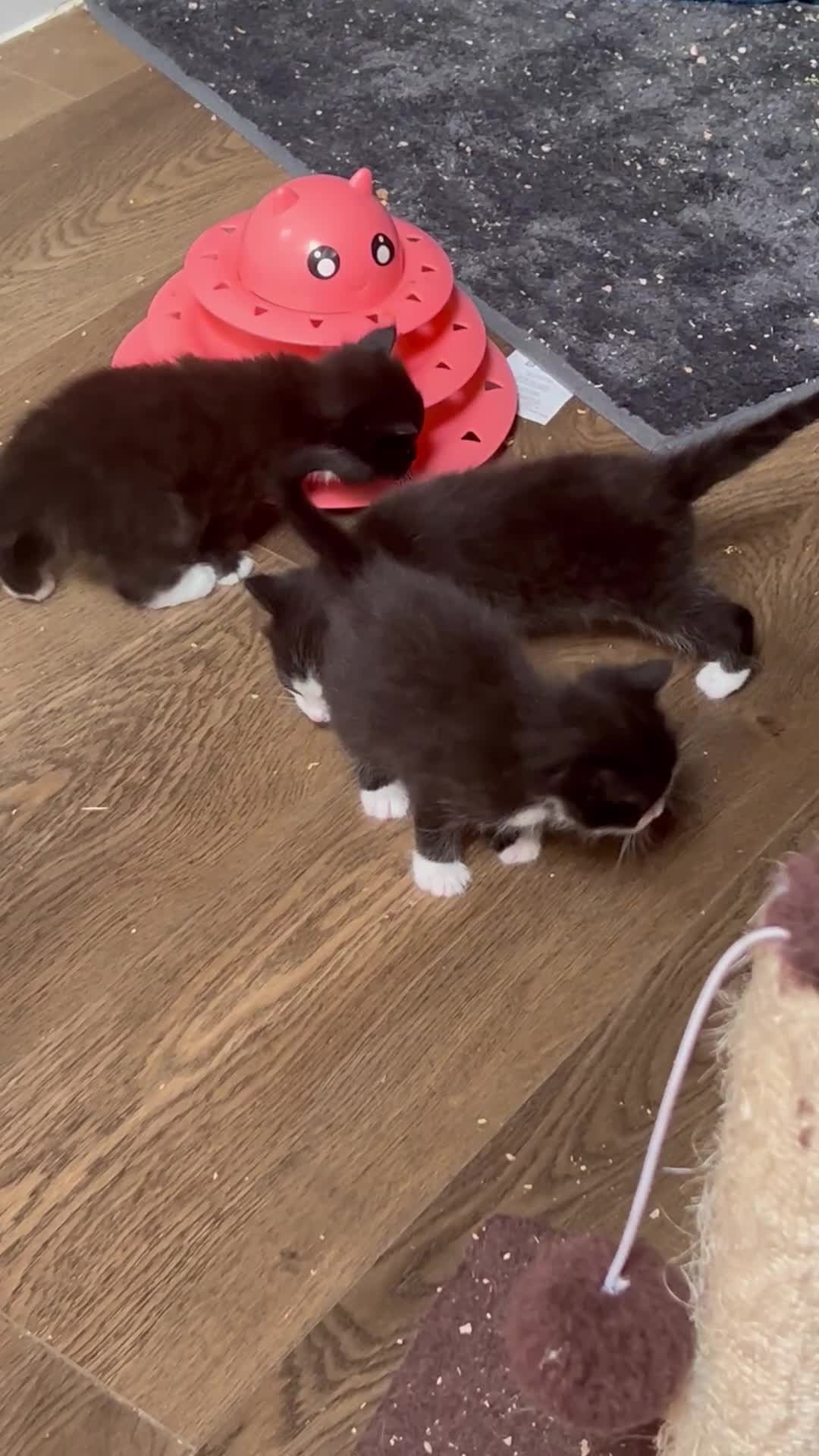 Mixed Breed cats for sale: Beautiful fluffy kittens - Video 1