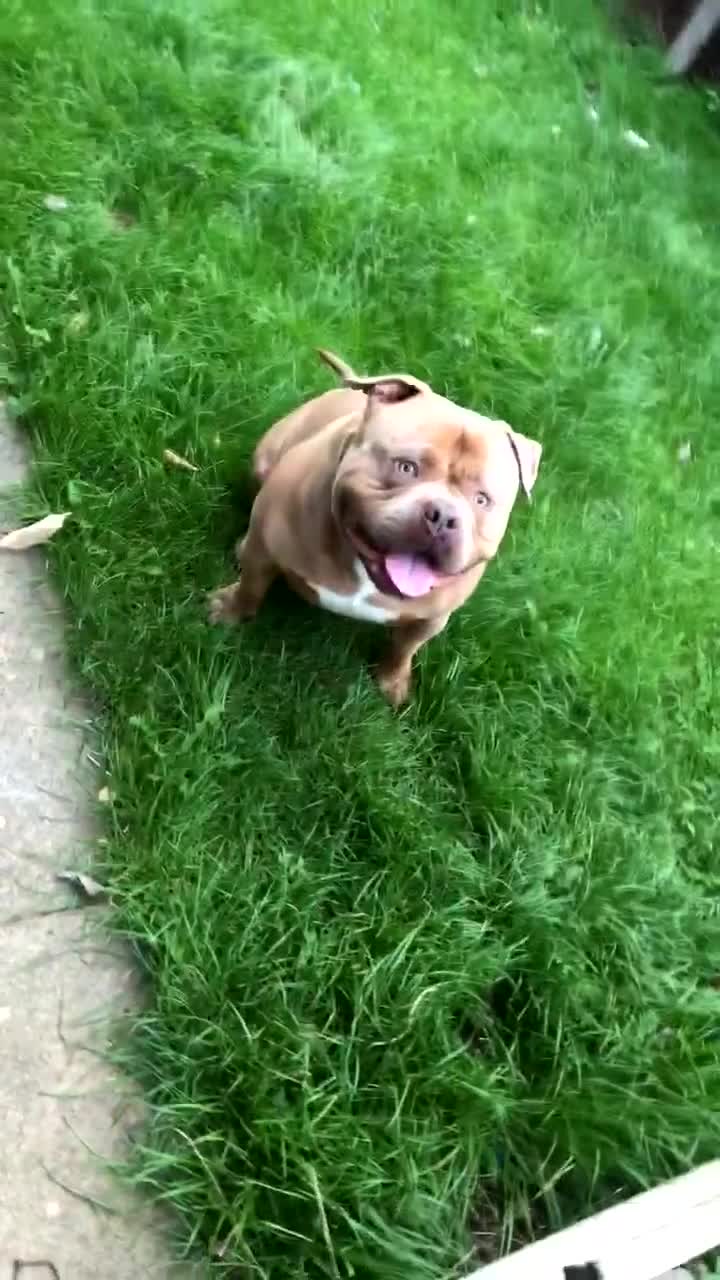 American Bully dogs for stud: Standard American bully available for stud  - Video 2